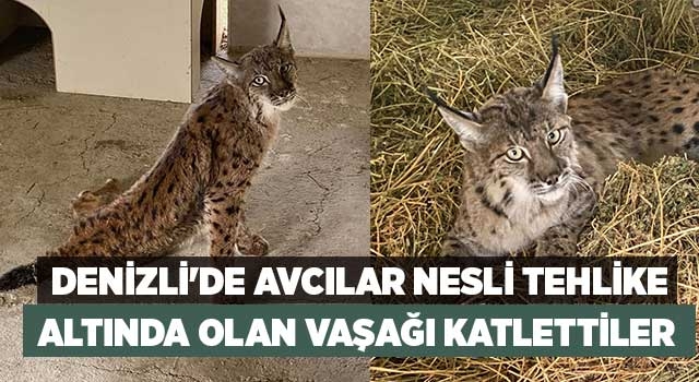 Denizli'de avcılar nesli tehlike altında olan vaşağı katlettiler