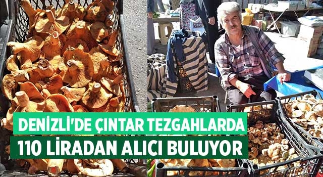 Denizli'de Çıntar tezgahlarda 110 liradan alıcı buluyor