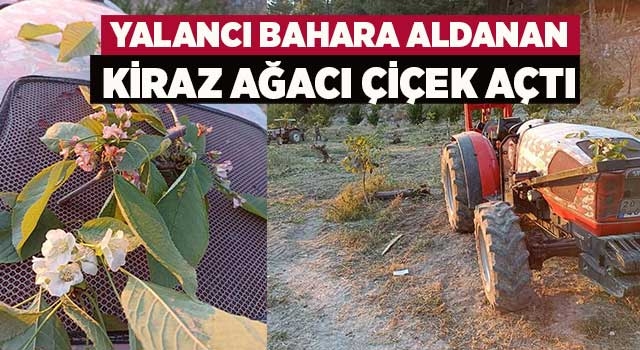 Denizli'de yalancı bahara aldanan kiraz ağacı çiçek açtı