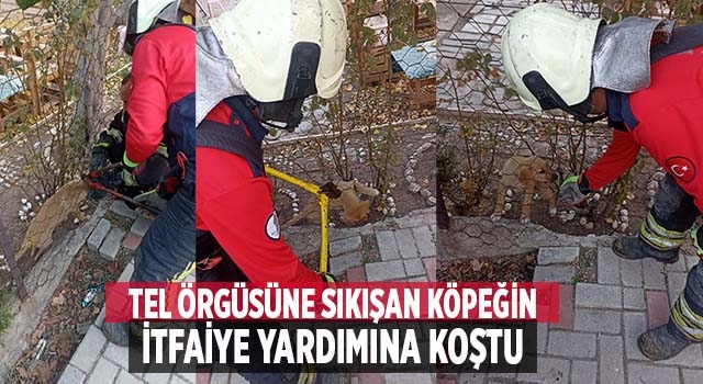 Başı tel örgüsüne sıkışan köpeği itfaiye kurtardı