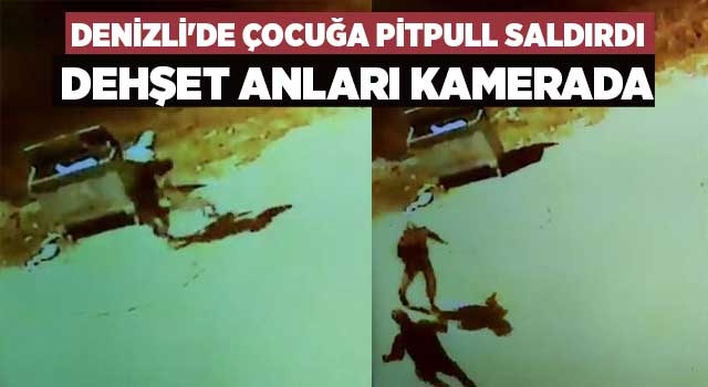Denizli'de çocuğa pitpull saldırdı dehşet anları kamerada