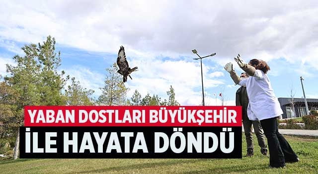 Kızıl şahin ile baykuşu tedavi ederek yeniden doğaya salındı
