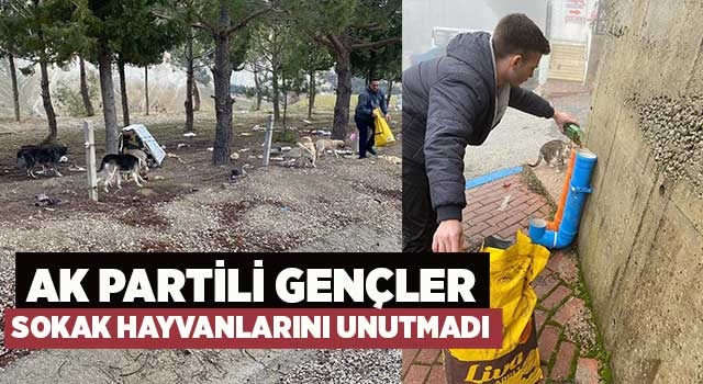 Ak Partili gençler sokak hayvanlarını unutmadı