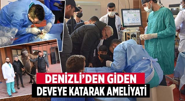 Denizli’den götürülen deve katarak ameliyatı ile sağlığına kavuştu