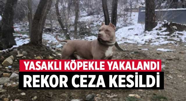 Yasaklı köpekle yakalandı rekor ceza kesildi