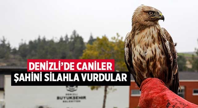 Denizli’de caniler şahini silahla vurdular