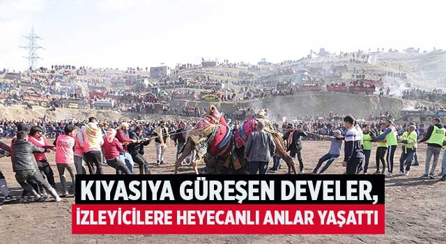 Denizli'de kıyasıya güreşen develer, izleyicilere heyecanlı anlar yaşattı