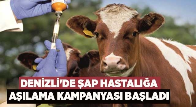 Denizli'de şap hastalığa aşılama kampanyası başladı