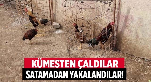 Denizli'de tavuk hırsızları çaldıklarını satamadan yakalandı