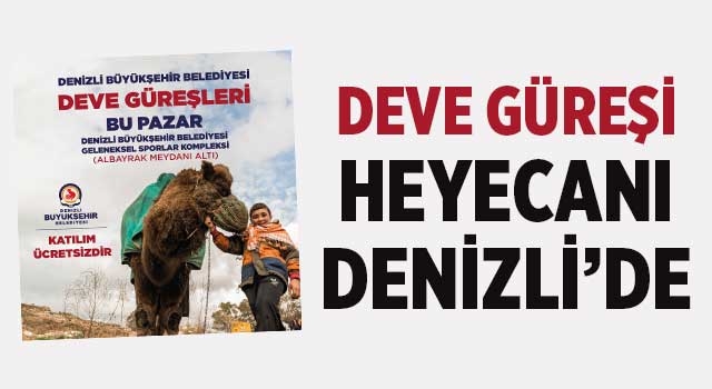Deve güreşi heyecanı Denizli’de