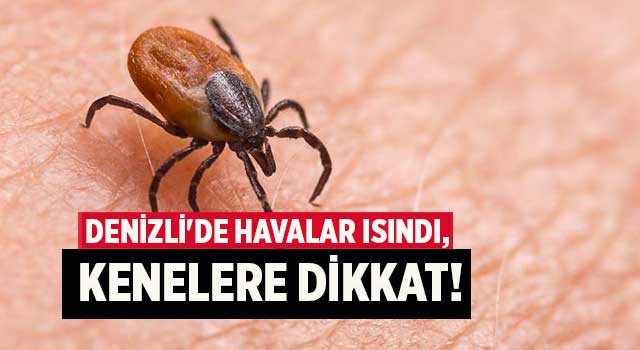 Denizli'de havalar ısındı,  kenelere dikkat!