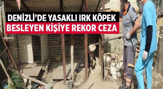 Denizli’de yasaklı ırk köpek besleyen kişiye rekor ceza