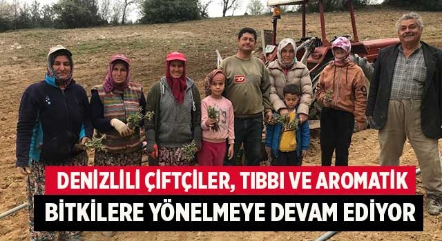 Denizlili çiftçiler, tıbbı ve aromatik bitkilere yönelmeye devam ediyor