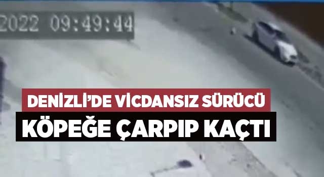 Denizli’de köpeğe çarpıp kaçan vicdansız sürücü aranıyor