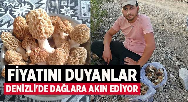 Fiyatını duyanlar Denizli'de dağlara akın ediyor