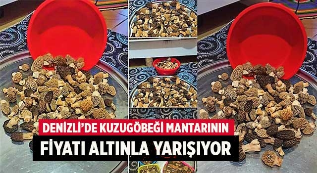 Kuzugöbeği mantarının fiyatı altınla yarışıyor