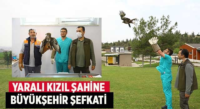 Yaralı kızıl şahine Büyükşehir şefkati
