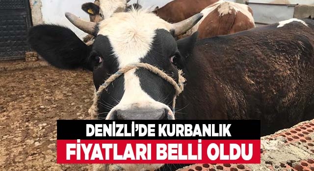 Denizli'de Kurbanlık fiyatları belli oldu