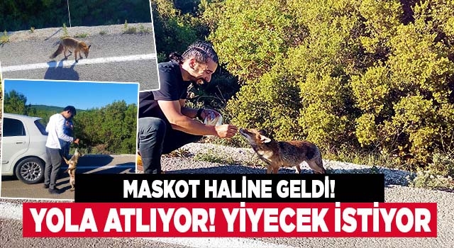 Denizli'de yola atlayan tilki maskot haline geldi