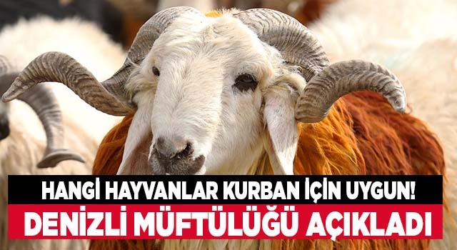 Hangi hayvanlar kurban için uygun! Denizli Müftülüğü açıkladı