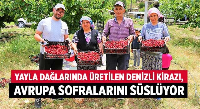 Yayla dağlarında üretilen Denizli kirazı, Avrupa sofralarını süslüyor