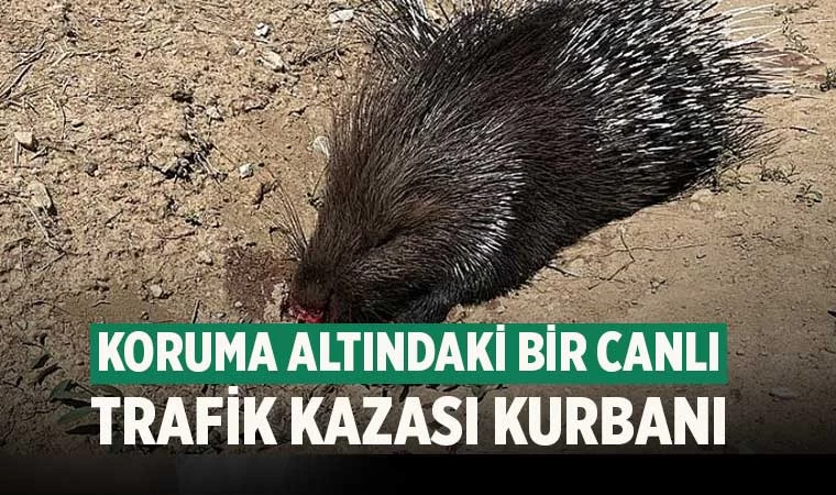 Denizli'de nadir görülen oklu kirpi trafik kazası kurbanı