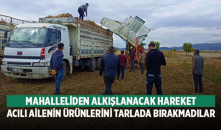 Denizli’de ölen güvenlikçinin tarlada kalan ürününü mahalle halkı hasat etti