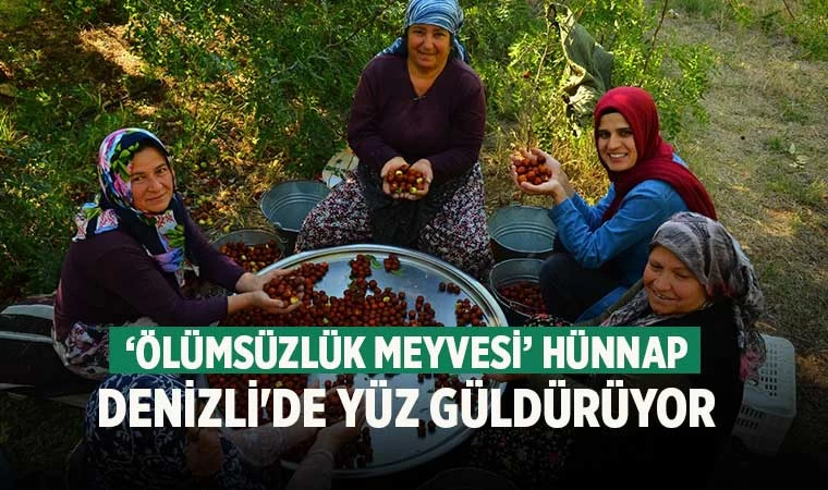‘Ölümsüzlük meyvesi’ hünnap Denizli'de yüz güldürüyor
