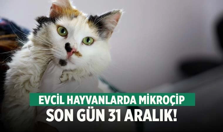 Evcil hayvanlara çip uygulamasında son gün 31 Aralık!