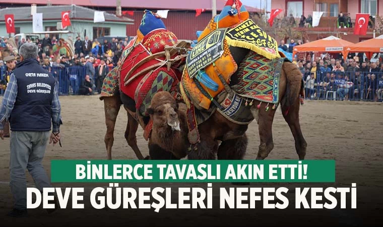 Tavas’ta deve güreşleri 50 yıl sonra ilk kez düzenledi