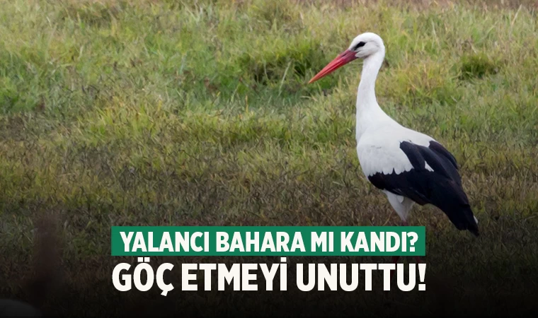 Denizli’de göç etmeyen leylek görenleri şaşkına çevirdi