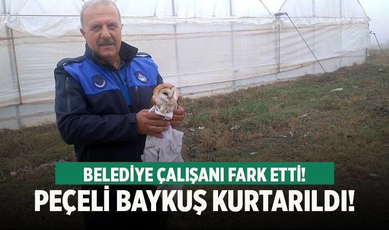Denizli’de peçeli baykuş belediye çalışanının dikkati sayesinde kurtarıldı