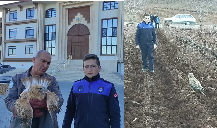 Yaralı şahin tedavi altına alındı