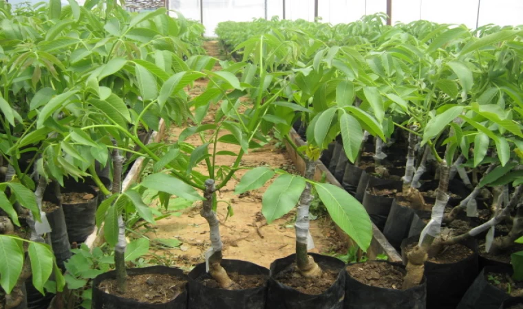 Bandırma'nın Kaliteli Ceviz Fidanı Kaynağı: Güneş Fidancılık