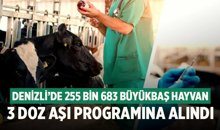 Denizli’de 255 bin 683 büyükbaş hayvan 3 doz aşı programına alındı