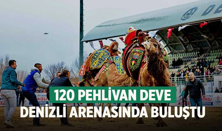 Denizli'de Şampiyon develer yağmur altında kıyasıya mücadele etti