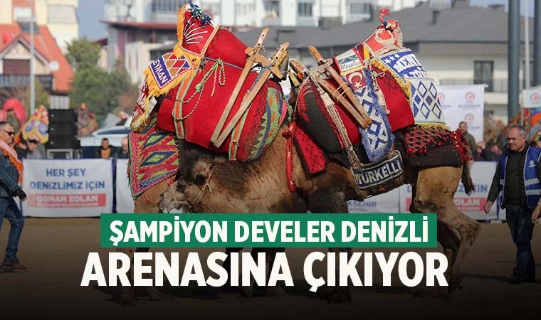 Şampiyon develer Denizli arenasına çıkıyor