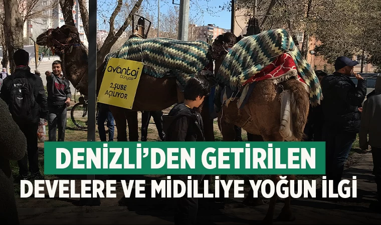 Denizli’den getirilen  develere ve Midilliye yoğun ilgi