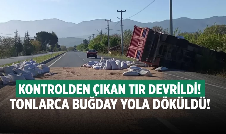 Tır devrildi! Tonlarca buğday yola döküldü