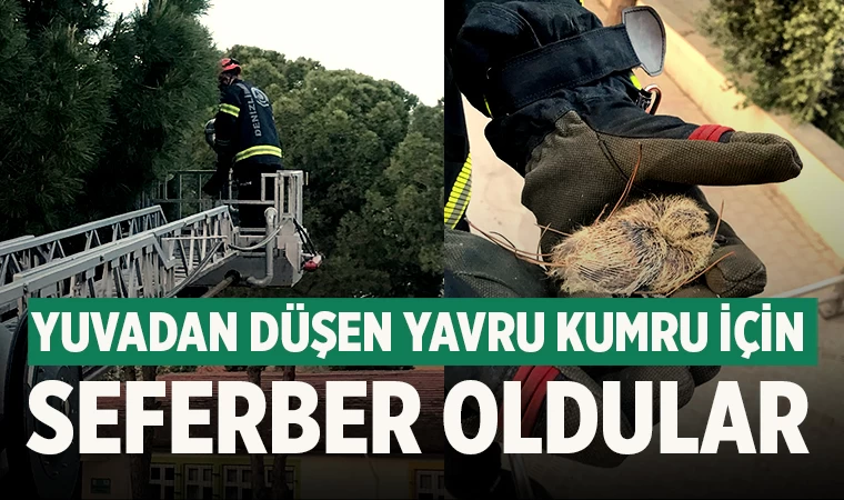 Yuvadan düşen yavru kumru için seferber oldular