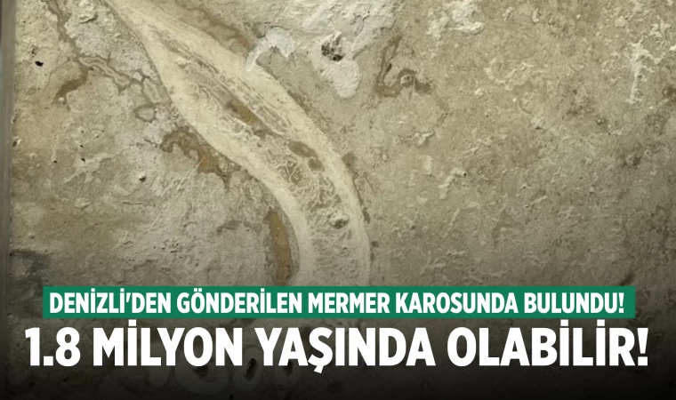Denizli'den giden mermerde milyonlarca yıl yaşında insan çenesi parçası bulundu