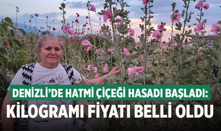 Denizli’de Hatmi Çiçeği Hasadı Başladı: Kilogramı fiyatı belli oldu