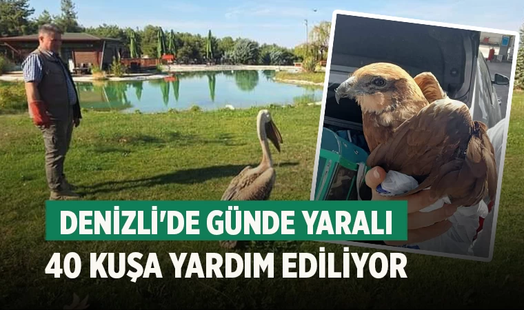 Denizli'de Kuşların Üreme Mevsiminde Yaralı Hayvan Yoğunluğu
