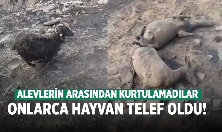 Denizli'de orman yangınında onlarca hayvan telef oldu