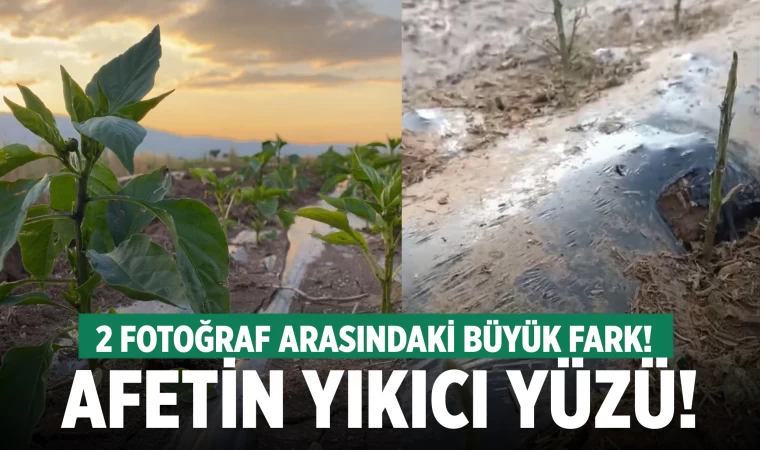 Dolunun vurduğu tarlalarda afetin yıkıcı izleri