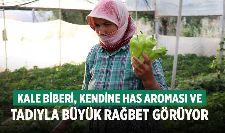 Kale biberi, Kendine has aroması ve tadıyla büyük rağbet görüyor