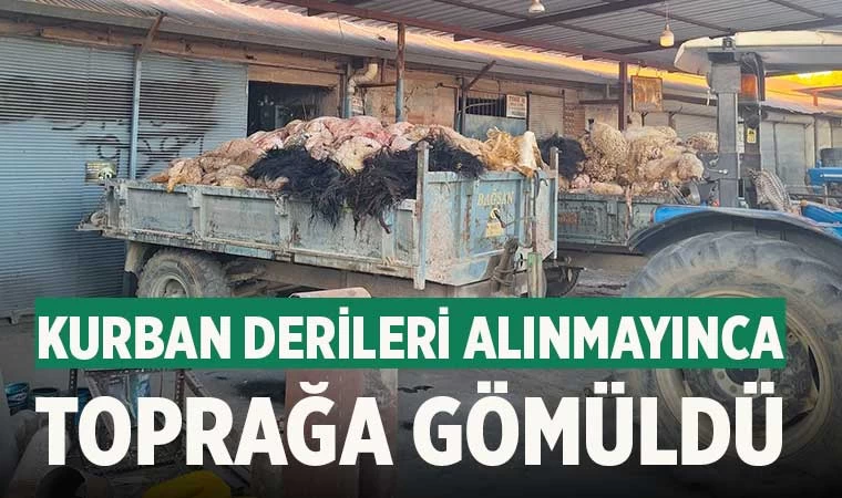 Kurban derileri alınmayınca toprağa gömüldü