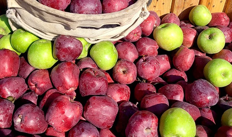 Çivril Elma Tarım ve Kültür Festivali'nin tarihi belli oldu