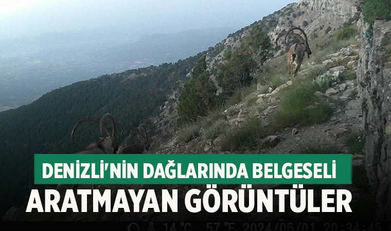 Denizli'de birçok yaban hayvanının görüntüsü kaydedildi