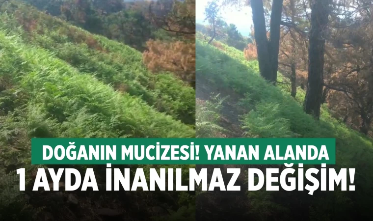Denizli'de çıkan orman yangını alanı 1 ayda yeşillendi